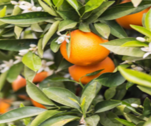 Fiori d’arancio: benefici per la cura di pelle e capelli