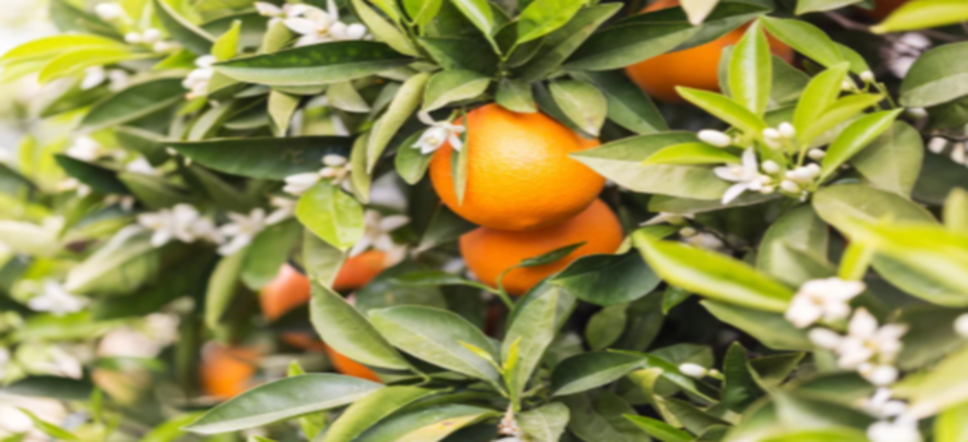 Fiori d’arancio: benefici per la cura di pelle e capelli